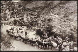 Ox wagon en route in mountain pass.
