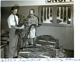 "Nelspruit district, 1954. Grading tobacco."