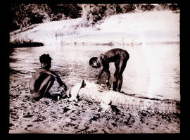 Ovamboland, Namibia, 1929. Two men skinning crocodile in the Kunene River.
