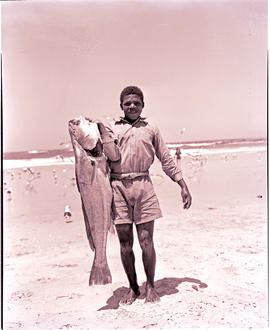 Plettenberg Bay, 1949. Fish caught from boat.