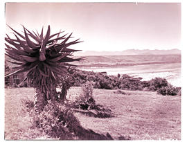 Knysna district, 1945. Aloe with lagoon in the background.