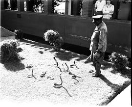 Port Elizabeth, 1943. Snake park with snake handler Johannes Molikoe.