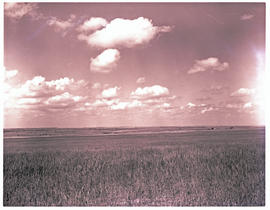 Kroonstad district, 1971. Wheatfields.
