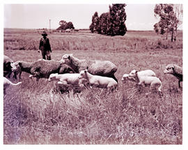 "Bethlehem district, 1960. Sheep farming."