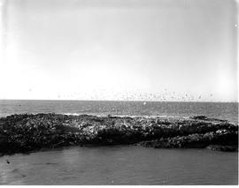 Hermanus, 1955. Coastline.