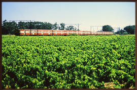 Paarl, January 1988. SAR type 5M2A suburban train running through vineyard. [T Robberts]