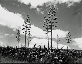 Bethlehem district, 1957. Aloes.