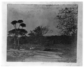 Circa 1901. Workmen at piles of sawn timber in forested rural area. (Durban Harbour album of CBP ...