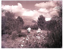 Paarl district, 1952. Picking arum lilies.