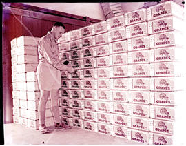 "De Doorns district, 1960. Grapes in boxes ready for export."