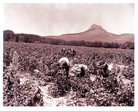 Paarl, 1963. Pickingg grapes.