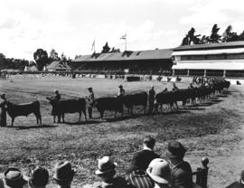 Johannesburg, 1940. Cattle parade at agricutural show.