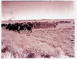 "Kimberley district, 1942. Cattle."