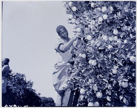 Rustenburg district, 1950. Picking oranges.