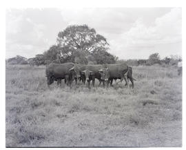 "Kroonstad district, 1940. Purebred Afrikaner cattle."
