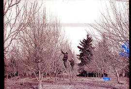 Workers pruning orchard.