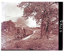 Messina district, 1951. SAR Class 19D with passenger train amidst baobab trees.