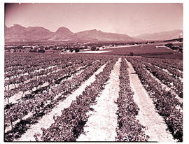 Paarl district, 1946. Vineyards.