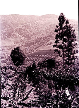 Tzaneen district, 1957. Magoebaskloof, cultivated lands in the mountains.