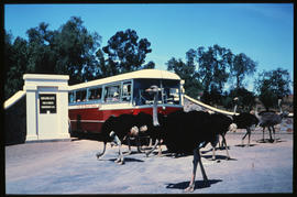 Oudtshoorn district, 1967. SAR Mercedes Benz tour bus at Highgate ostrich farm. SAR Tourist Servi...