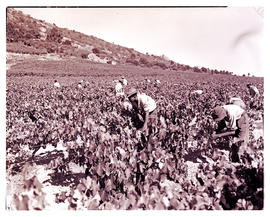 Paarl district, 1946. Picking grapes.