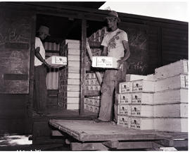 Paarl, 1950. Loading boxes of grapes on train at Groot Drakenstein.