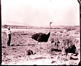Ostrich with chicks.