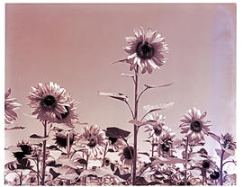 "Bethlehem district, 1960. Sunflowers."