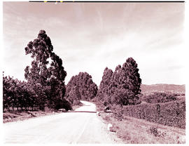 "Nelspruit district, 1946. Road."
