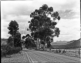 Graafwater district, 1962. Gravel road with two prominent koppies in the far distance.