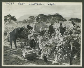 Cape Town, 1946. Picking grapes at Groot Constantia.