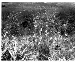 Plettenberg Bay, 1965. Flowers near Storms river road bridge.