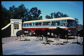 Oudtshoorn district. SAR Mercedes Benz tour bus at Highgate ostrich farm. SAR Tourist Service.