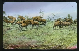 Kruger National Park. Wildebeest.