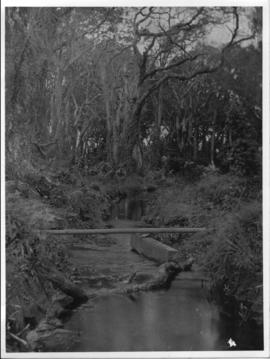 Circa 1902. Construction Durban - Mtubatuba: Pipe across small brook in riverine forest at 42 mil...