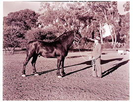 "Kimberley district, 1942. Champion horse of Mr D Potgieter."