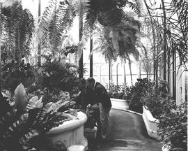 Port Elizabeth, 1940. St George's Park conservatory.