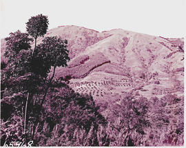 Tzaneen district, 1957. Magoebaskloof, fruit orchards and plantations on mountainside.
