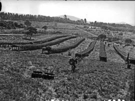 Tzaneen district, 1934. Duiwelskloof, Politsi granadilla cultivation.