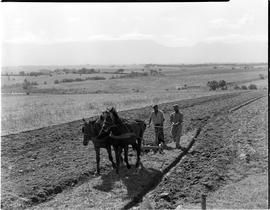 George district, 1952. Ploughing by horses.