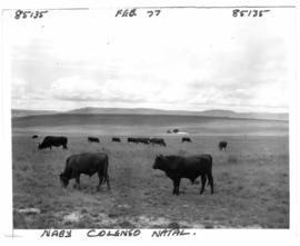 Colenso district, February 1977. Cattle grazing.