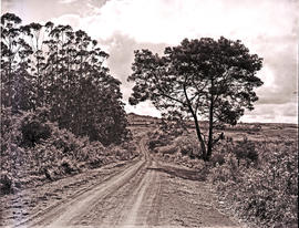 "Pongola district, 1952. Road to Ndumu game reserve."