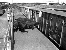 "Johannesburg, 1973. Loading cattle at Newtown."