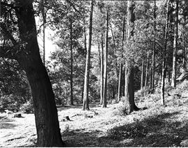 George district, 1945. Timber forest.