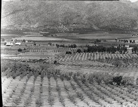 Montagu district, 1947. Fruit orchards.