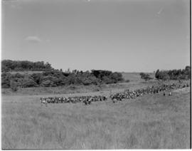 
Large group of traditional warriors along railway line.

