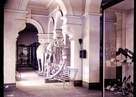 Cape Town. Elephant skeleton, stuffed elephant, tusks in museum.