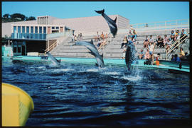 Port Elizabeth. Dolphin show at Oceanarium.