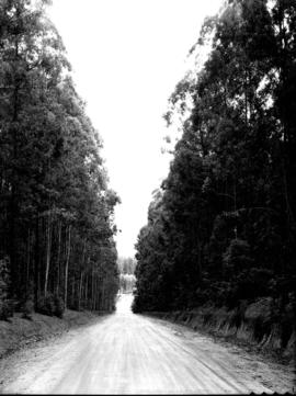 Tzaneen district, 1934. Duiwelskloof, forest avenue.