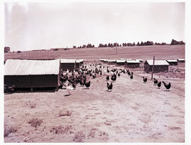 "Bethlehem district, 1960. Poultry farm."